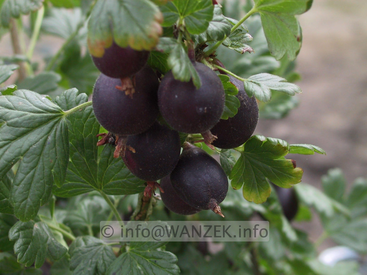 Stachelbeere Rokula 01.JPG